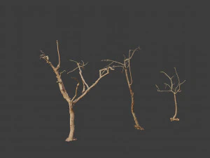 dead tree set dry scan pbr 3D Model