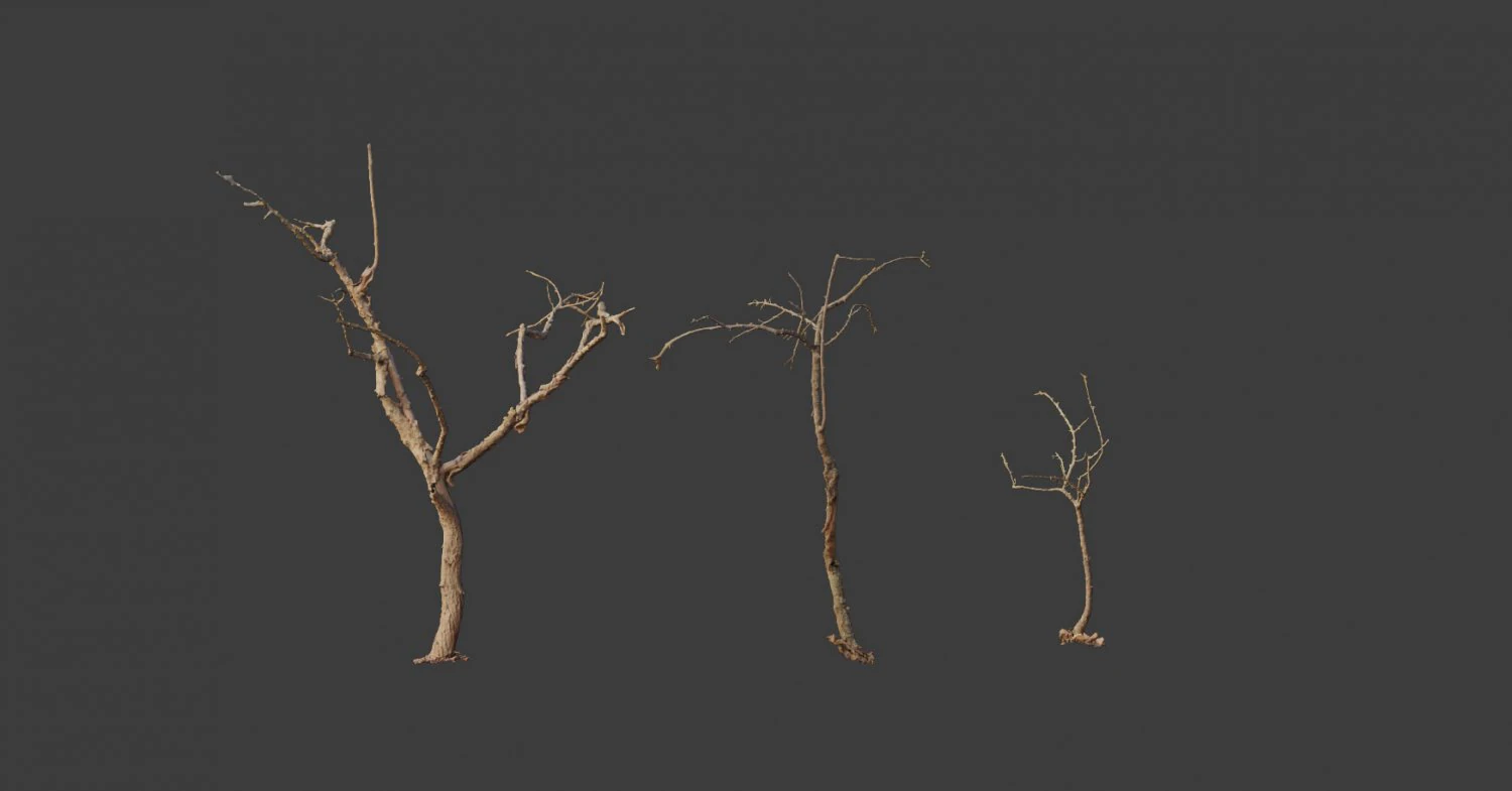 dead tree set dry scan pbr 3D Model .c4d .max .obj .3ds .fbx .stl .blend 