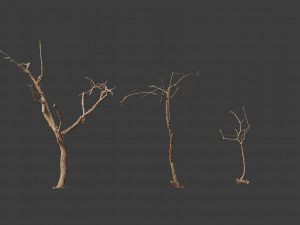 dead tree set dry scan pbr 3D 模型