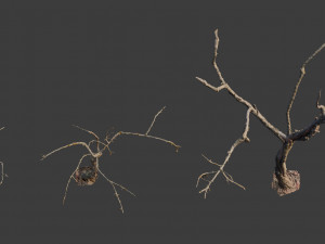 dead tree set dry scan pbr 3D Model