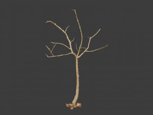 dead tree set dry scan pbr 3D Model