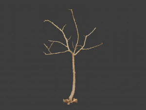 dead tree set dry scan pbr 3D Model
