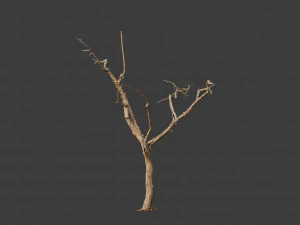 dead tree set dry scan pbr 3D Model