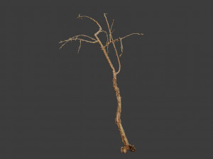 dead tree set dry scan pbr 3D Model