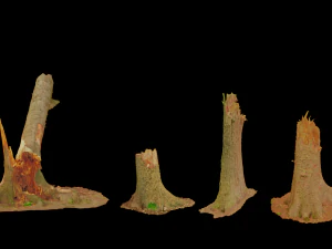 dead tree set dry scan pbr 3D Model