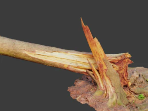 dead tree set dry scan pbr 3D Model