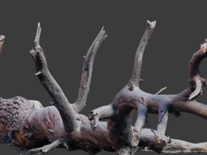 dead tree set dry scan pbr 3D Model
