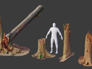 r conifer tree trunk dead scan pbr 3D 模型