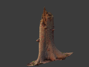 r conifer tree trunk dead scan pbr Modèle 3D
