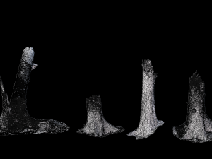 r conifer tree trunk dead scan pbr Modèle 3D