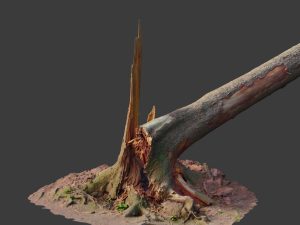 r conifer tree trunk dead scan pbr Modèle 3D