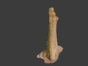 r conifer tree trunk dead scan pbr Modèle 3D