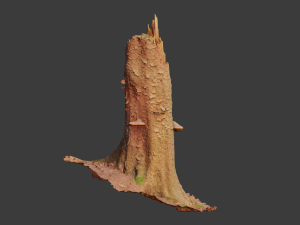 r conifer tree trunk dead scan pbr Modèle 3D