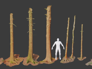 fir conifer tree trunk dead scan pbr 3D 模型