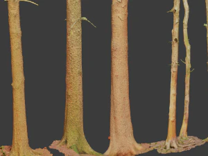 fir conifer tree trunk dead scan pbr 3D Model