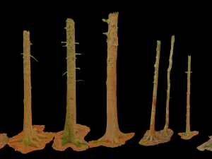 fir conifer tree trunk dead scan pbr 3D 模型