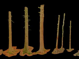 fir conifer tree trunk dead scan pbr 3D Model