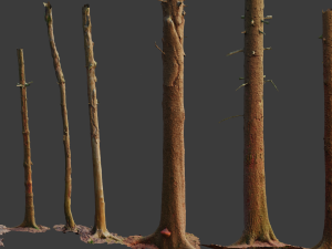 fir conifer tree trunk dead scan pbr 3D 模型