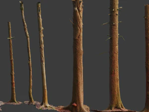 fir conifer tree trunk dead scan pbr 3D Model