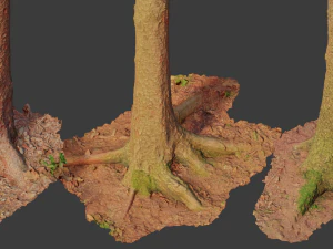 fir conifer tree trunk dead scan pbr 3D Model