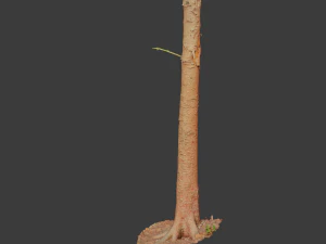 fir conifer tree trunk dead scan pbr 3D Model