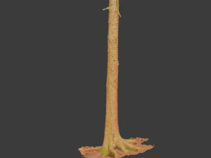 fir conifer tree trunk dead scan pbr 3D Model