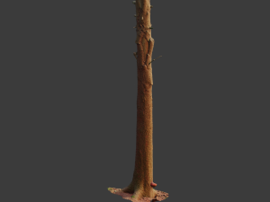 fir conifer tree trunk dead scan pbr 3D 模型