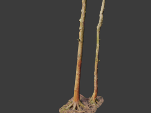 fir conifer tree trunk dead scan pbr 3D 模型