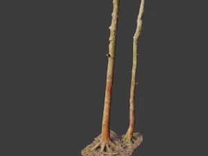 fir conifer tree trunk dead scan pbr 3D Model