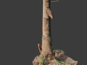 fir conifer tree trunk dead scan pbr 3D Model