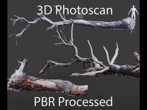 grande pinheiro ca&iacute;do com toco scan pbr Modelo 3D