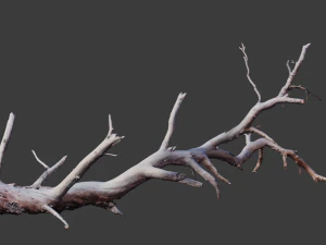 grande pinheiro ca&iacute;do com toco scan pbr Modelo 3D