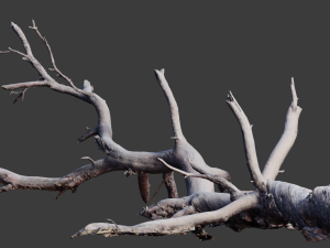 big pine tree fallen with stump scan pbr Modelo 3D