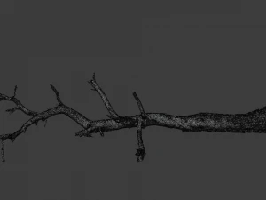 grande pinheiro ca&iacute;do com toco scan pbr Modelo 3D