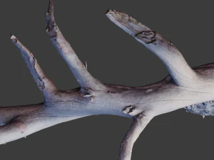 grande pinheiro ca&iacute;do com toco scan pbr Modelo 3D