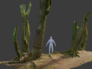 beech oak roots tree big assemble Model 3D