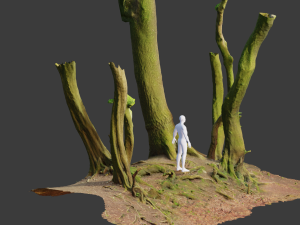 beech oak roots tree big assemble Model 3D