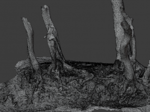 beech oak roots tree big assemble Model 3D