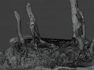 beech oak roots tree big assemble 3D Model
