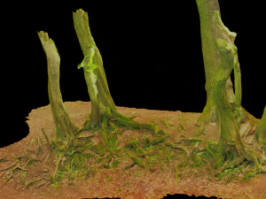 beech oak roots tree big assemble 3D Model