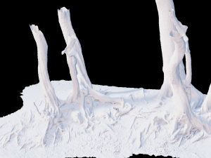 beech oak roots tree big assemble Model 3D