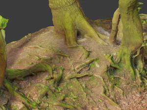 beech oak roots tree big assemble 3D Model