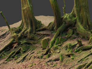 beech oak roots tree big assemble Model 3D