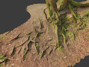 beech oak roots tree big assemble Model 3D
