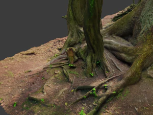 beech oak roots tree big assemble 3D Model