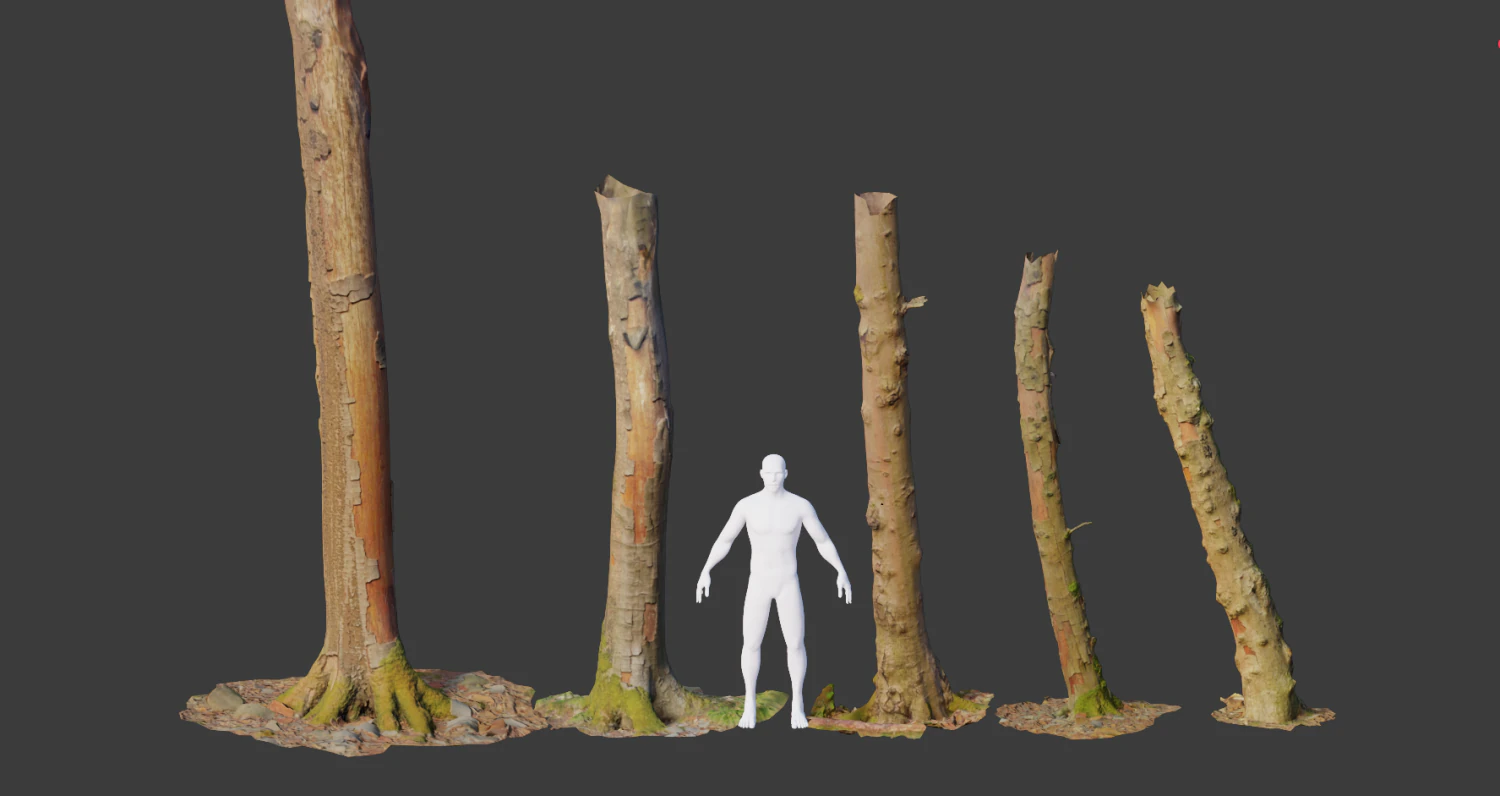 pbr beech tree dead trunk collection 3D Model .c4d .max .obj .3ds .fbx .stl .blend 