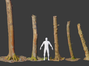 pbr beech tree dead trunk collection 3D Model