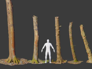 PBR-Sammlung abgestorbener Buchenst&auml;mme 3D Modell