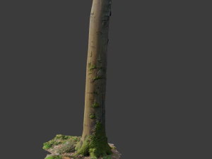 pbr beech tree dead trunk collection 3D Model