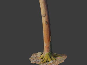 pbr beech tree dead trunk collection 3D Model